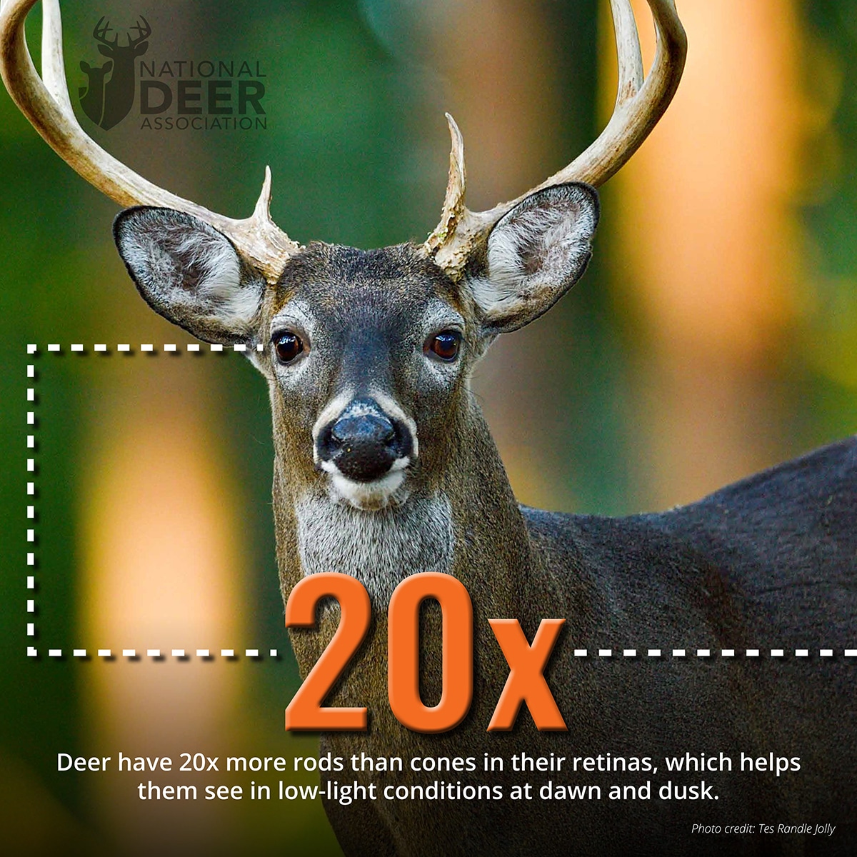 20x deer vision 7 Facts About Deer Vision Hunters Should See