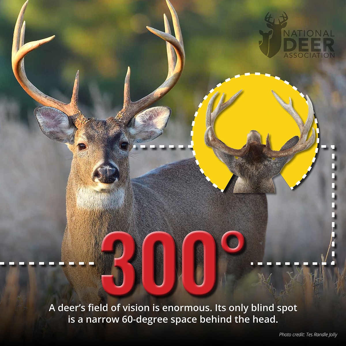 300 degree deer vision 7 Facts About Deer Vision Hunters Should See