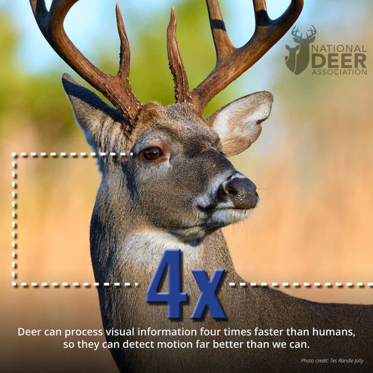 7 Facts About Deer Vision Hunters Should See