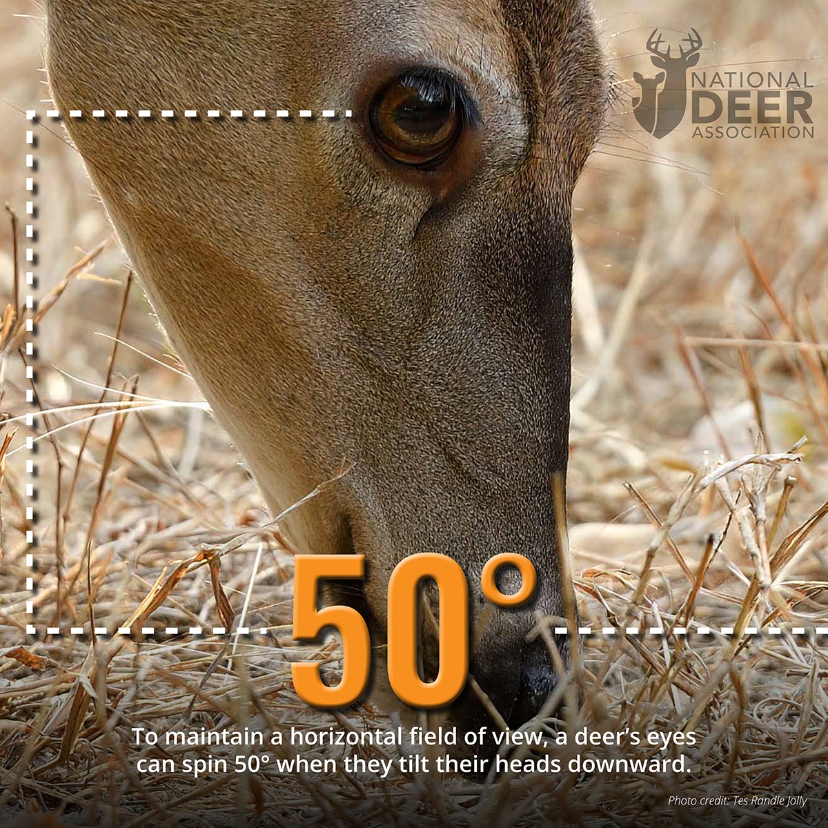 50 degree spin deer vision 7 Facts About Deer Vision Hunters Should See