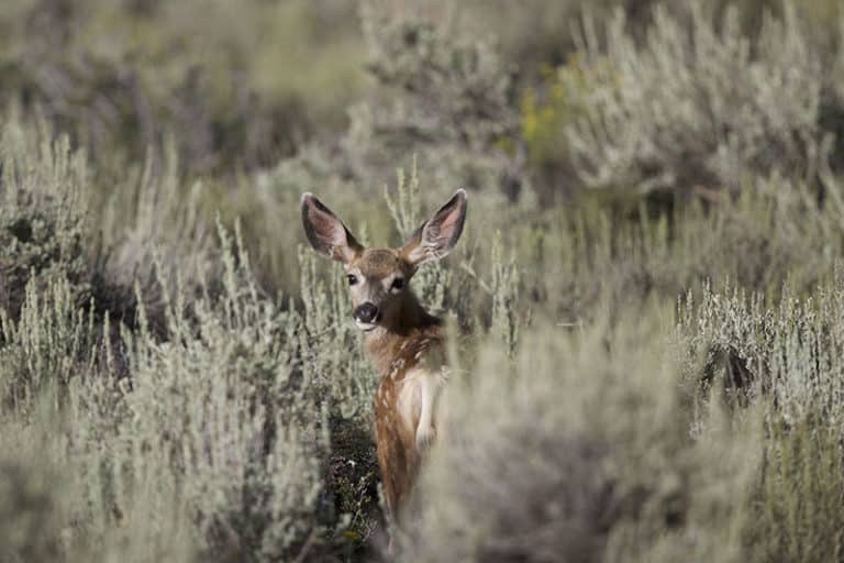 Montana FWP Hosting Public Meetings On Proposed 2024 25 Hunting   IMG 5474 800 768x512 