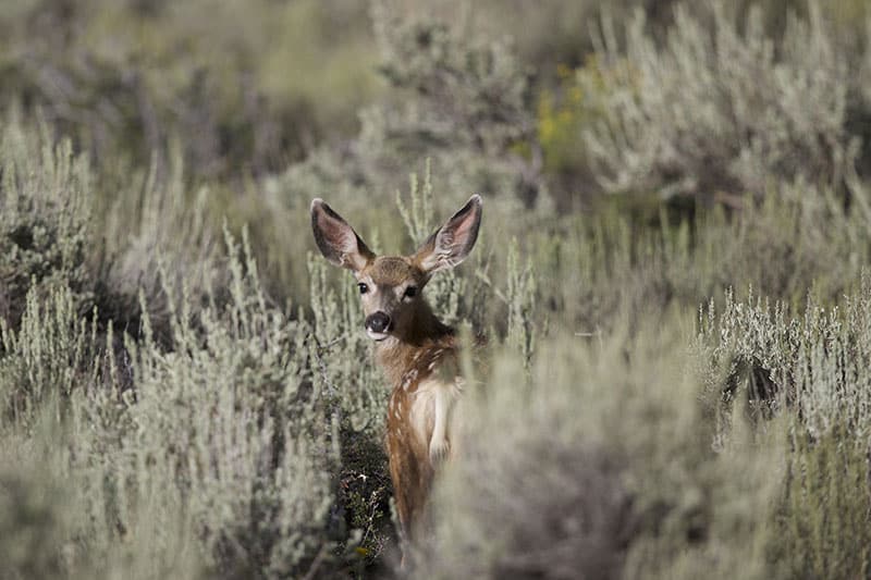 Montana FWP Hosting Public Meetings on Proposed 202425 Hunting