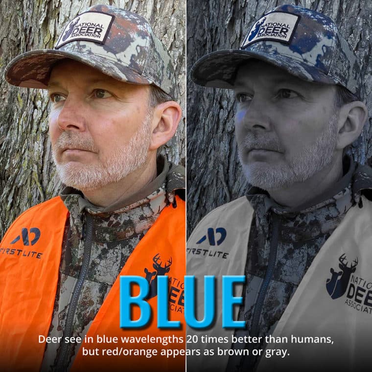 7 facts about deer vision hunters should see