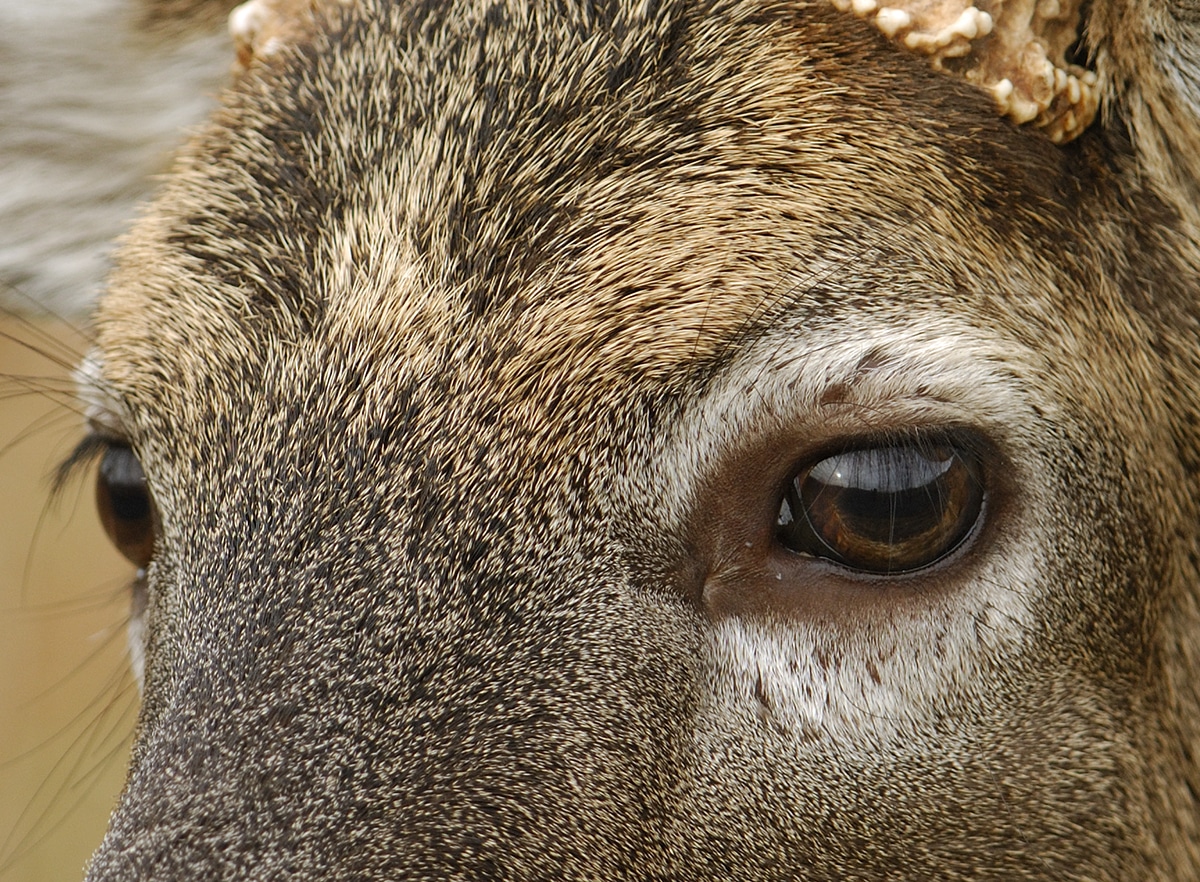 nda deer vision lead 7 Facts About Deer Vision Hunters Should See