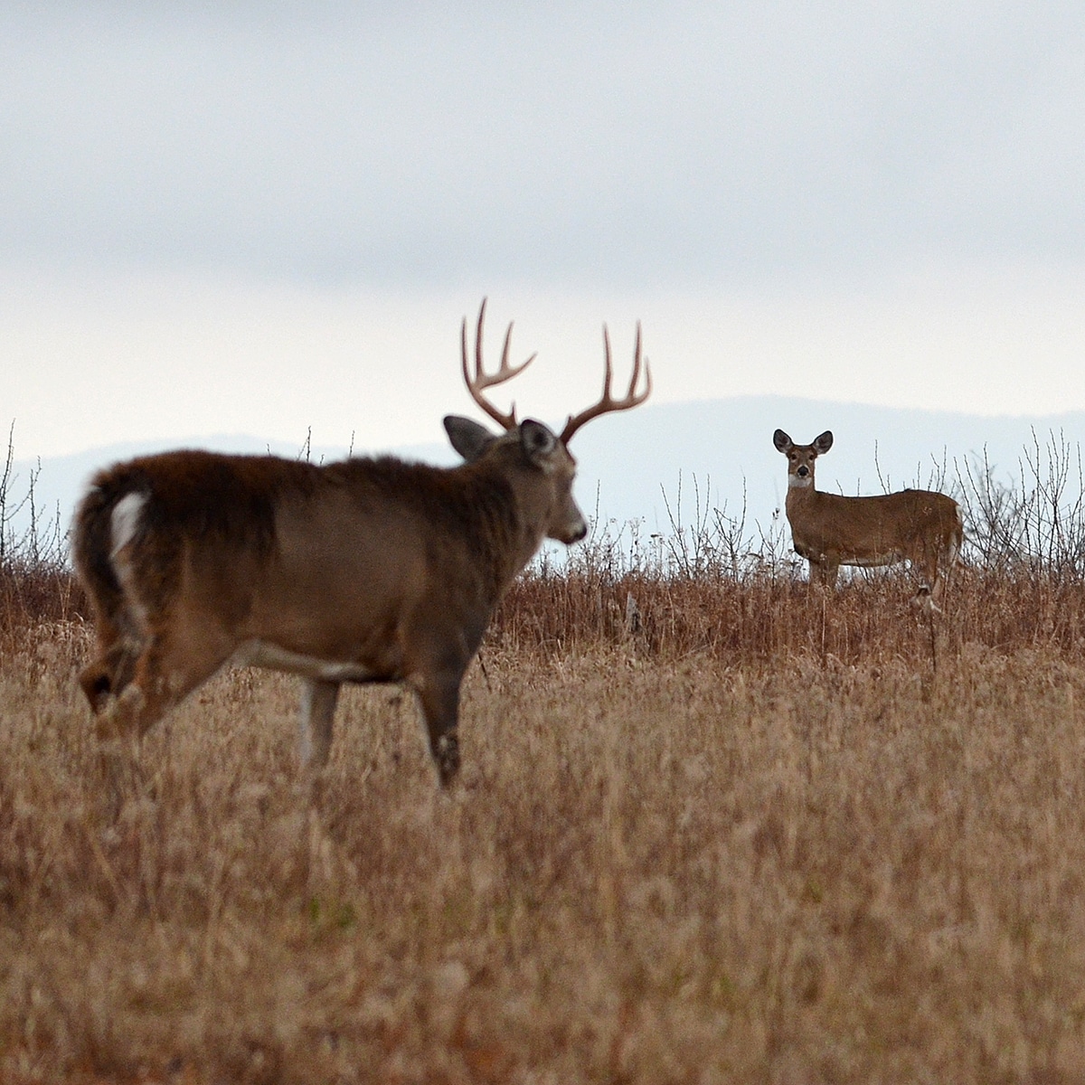 White Tailed Deer Doe And Buck