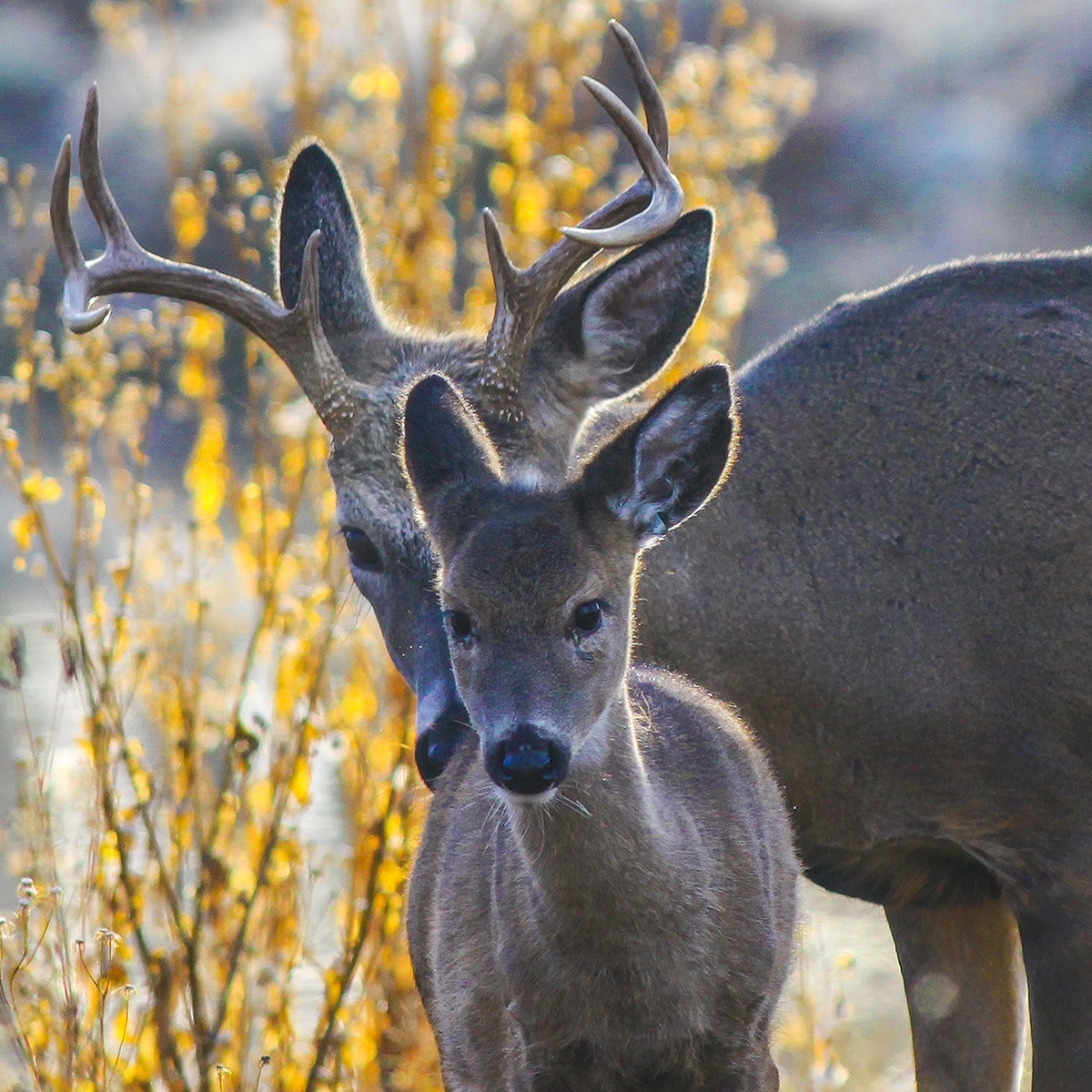 When Doe Fawns Breed, Its a Good Sign