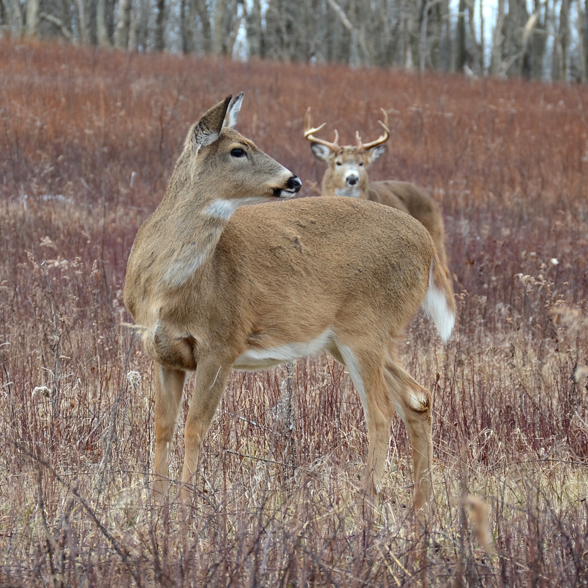 white tailed deer buck and doe