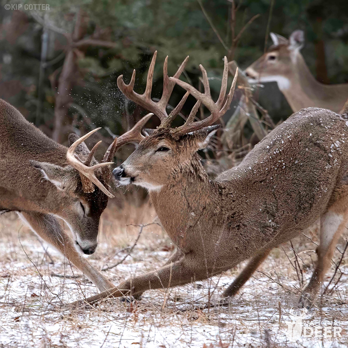 Second Rut Lead | National Deer Association