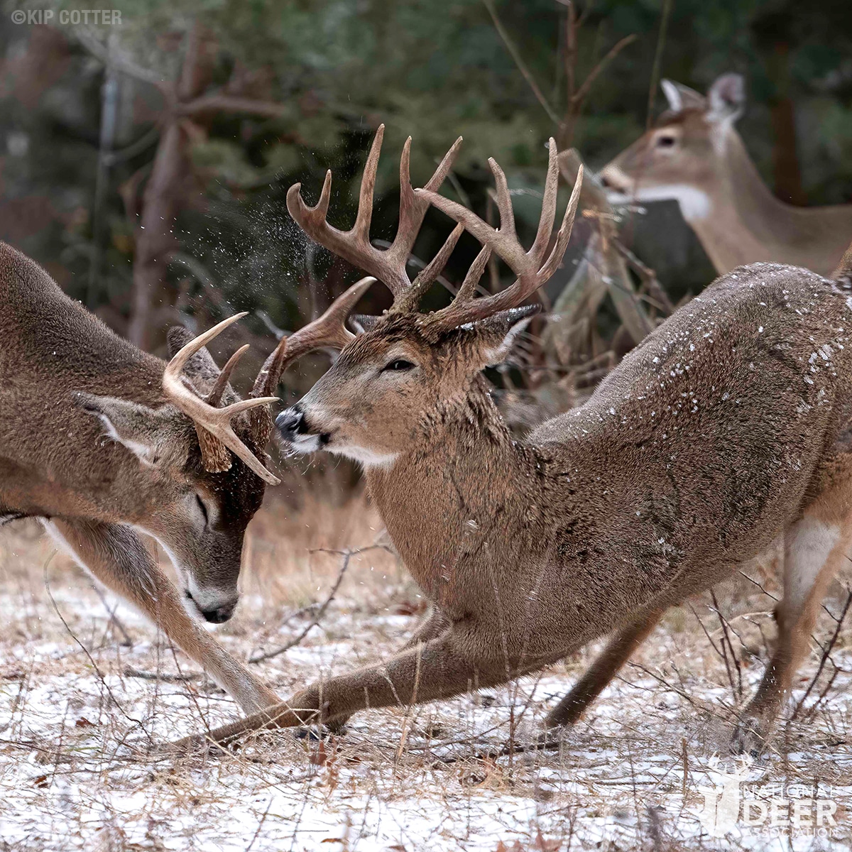 Whitetail Deer Mating Season