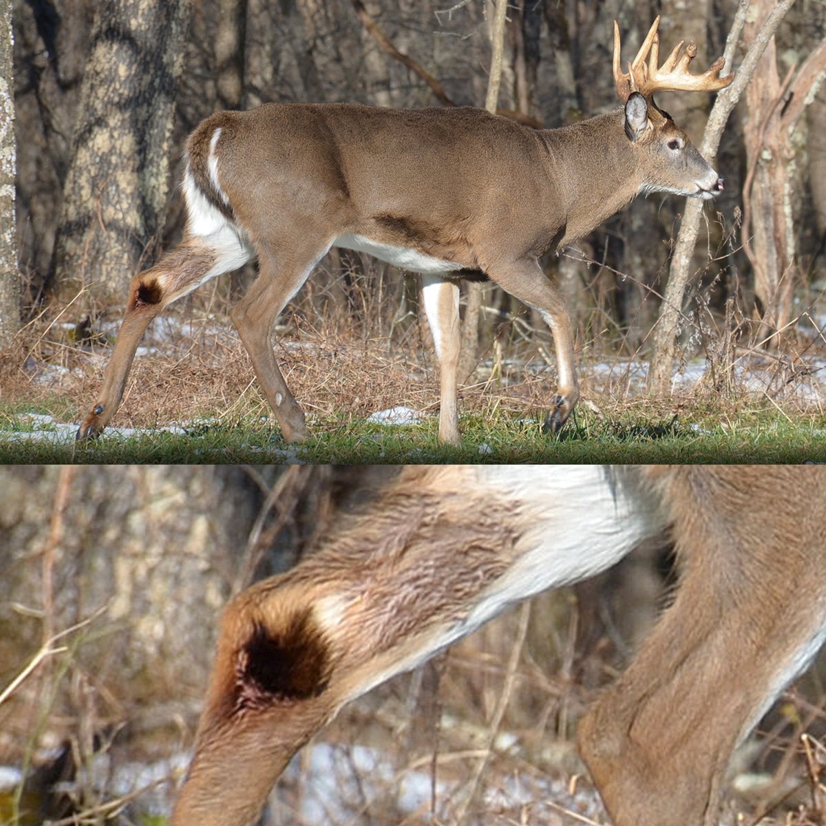 Tarsal Glands: What We Know | National Deer Association
