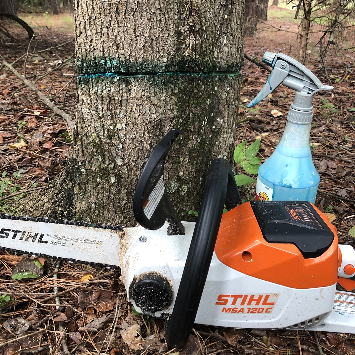 How to Girdle and Spray Trees for Forest Stand Improvement 