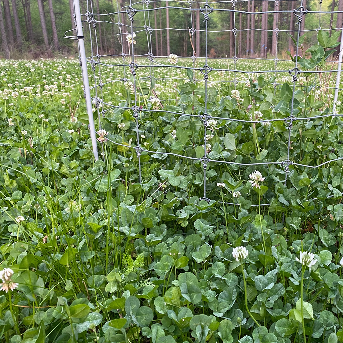 clover food plots