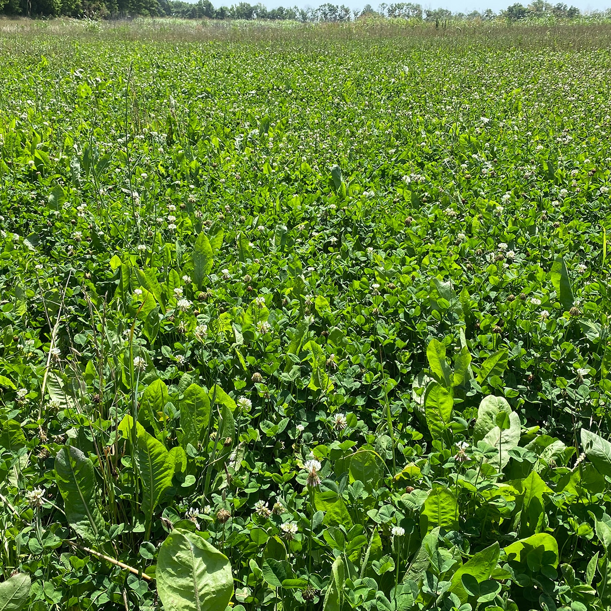 Maximize Clover Food Plots with Winter Maintenance Now