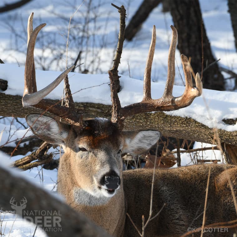 Can Deer Freeze to Death? | National Deer Association