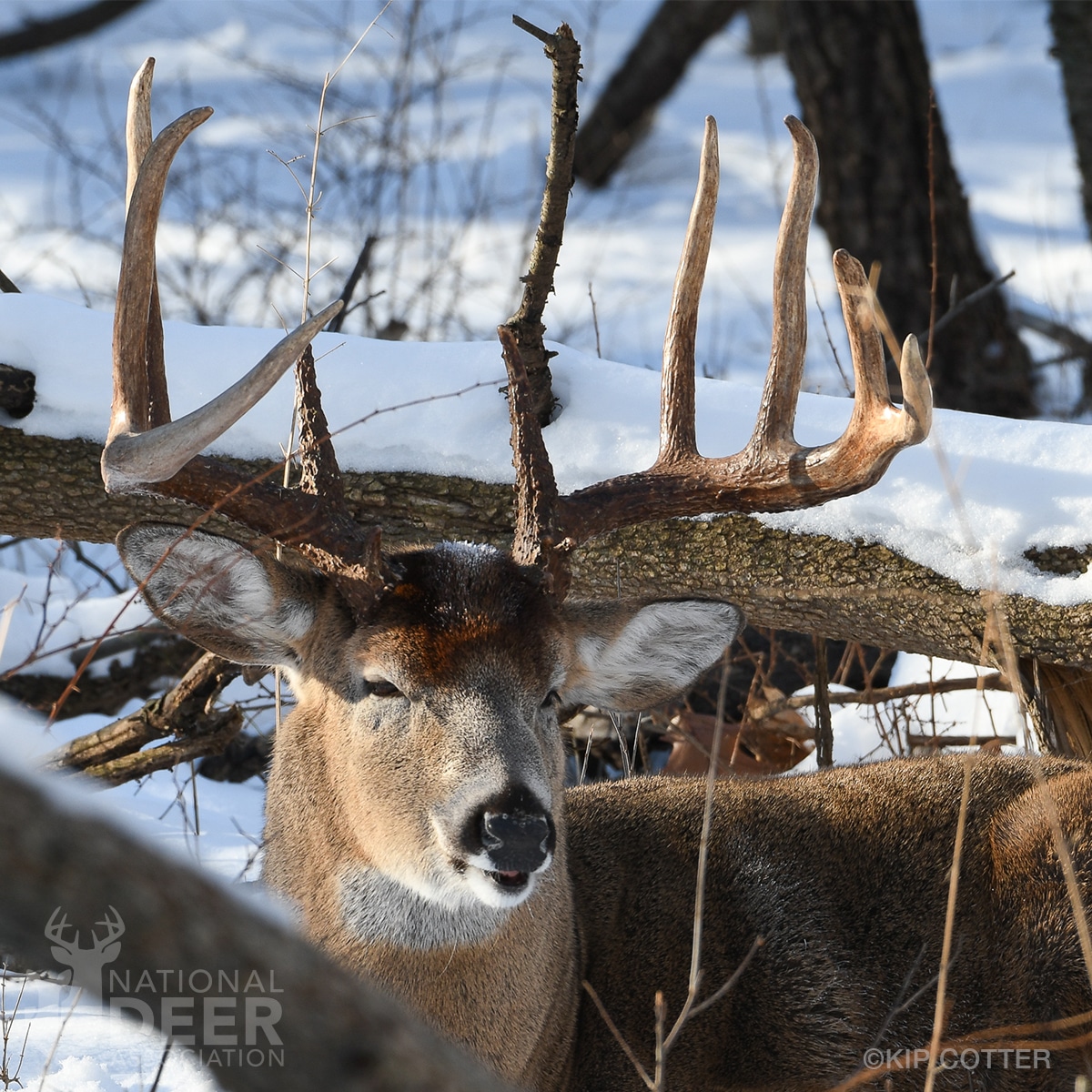 Premium Photo  A deer is standing in the snow in the winter.