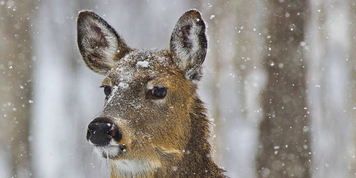 Can Deer Freeze to Death?  National Deer Association