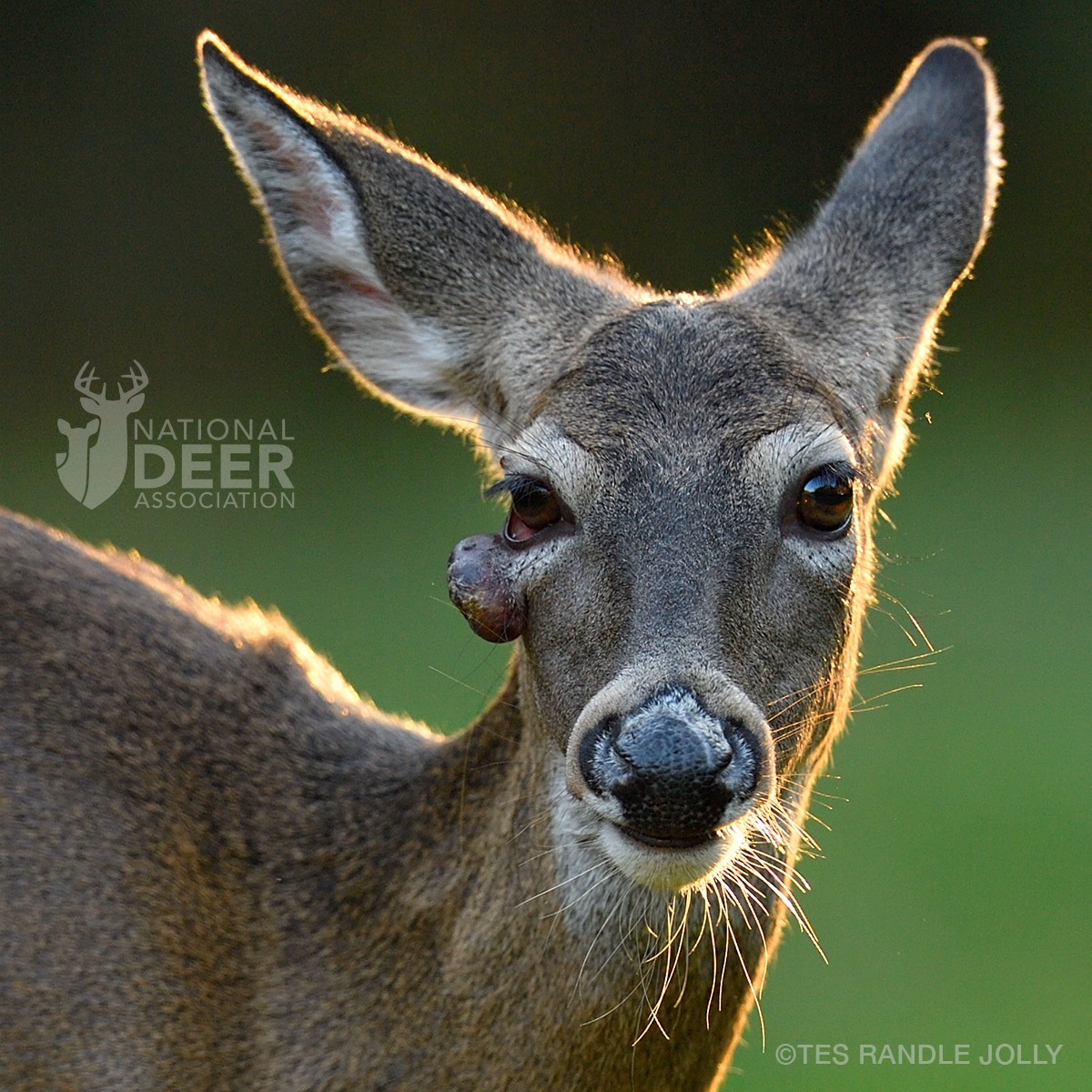 deer warts