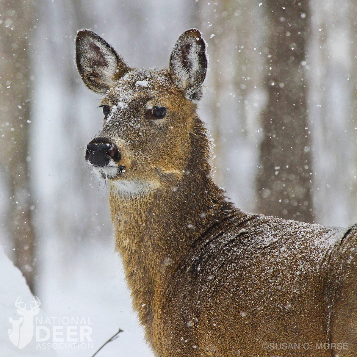 Premium Photo  A deer is standing in the snow in the winter.