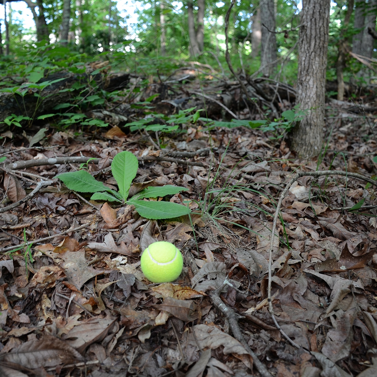 This Vine Shows That You Really Need to Keep Your Eye on the Ball