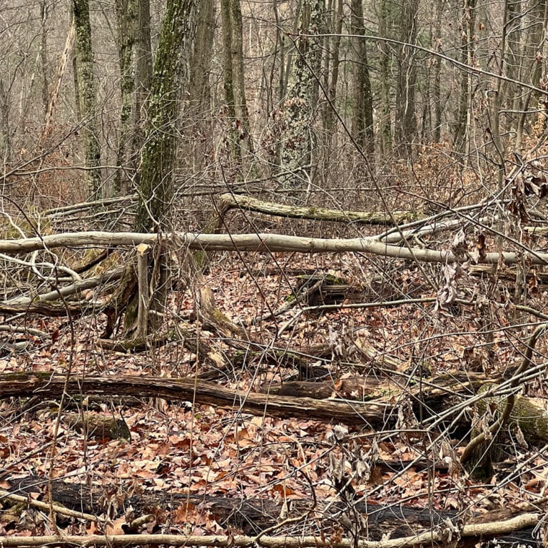 The Right and Wrong of Hinge Cutting for Deer Habitat