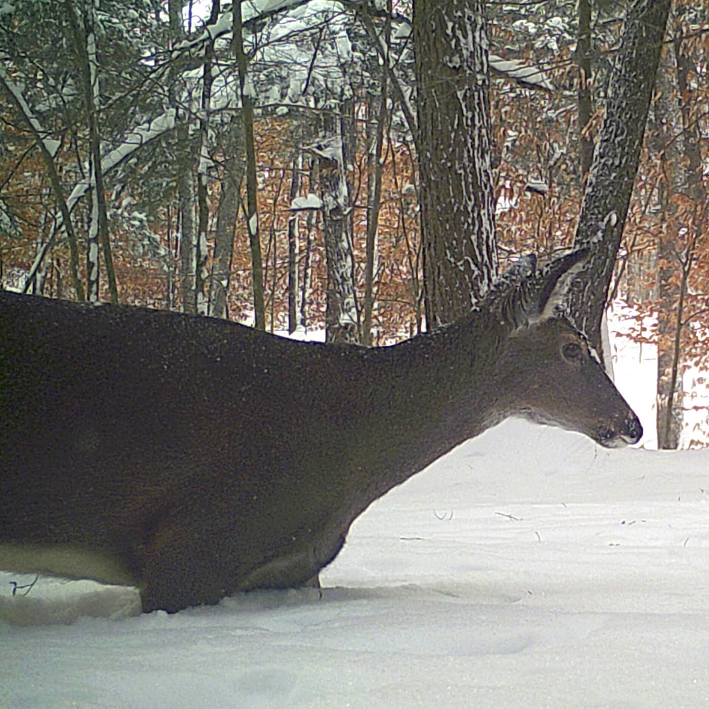 How Do Deer Survive a Polar Vortex?