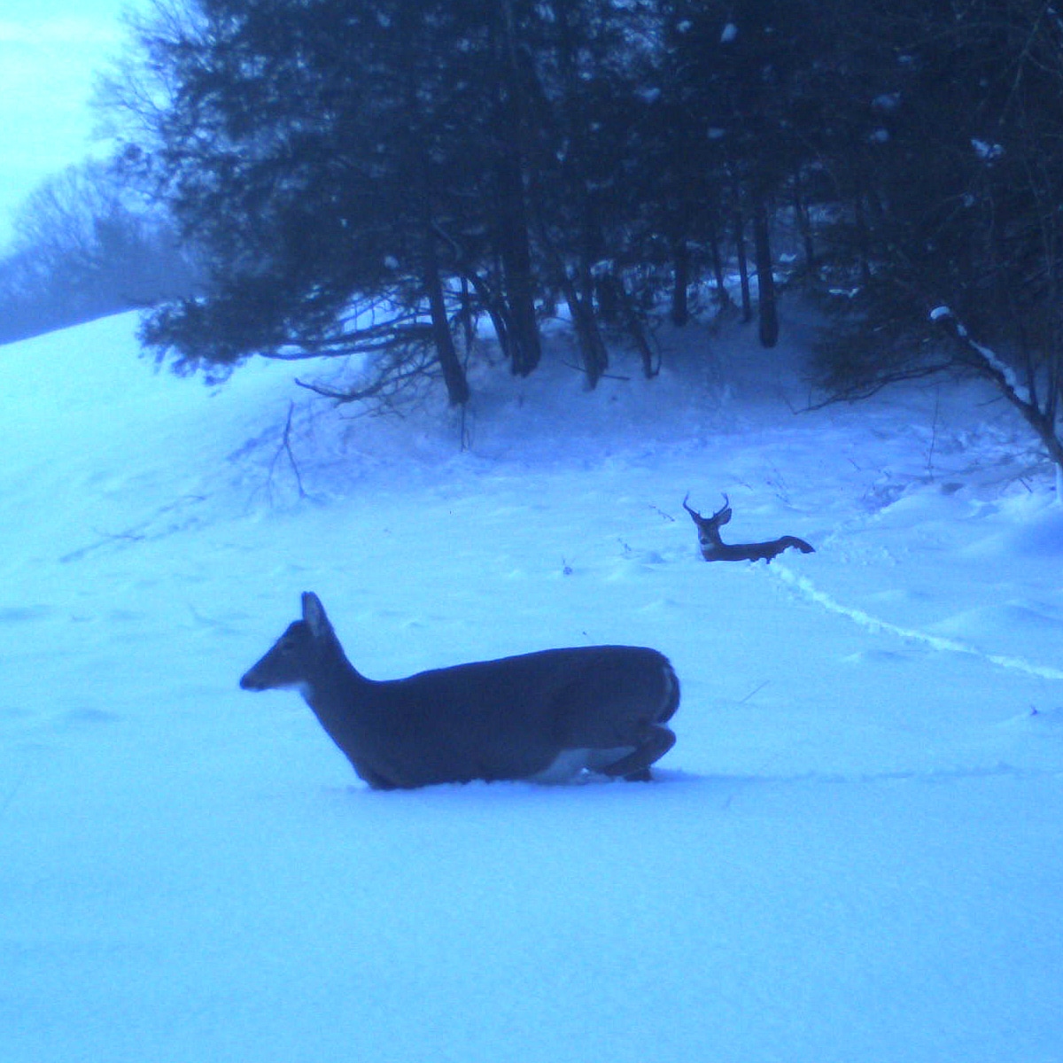 Premium Photo  A deer is standing in the snow in the winter.