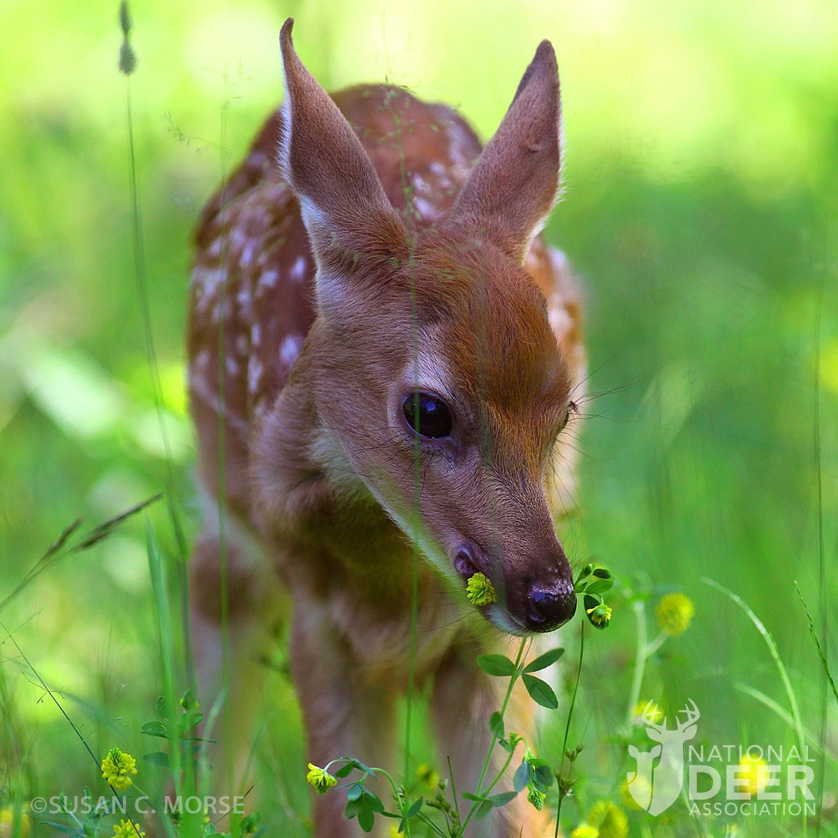 giving baby whitetail deer