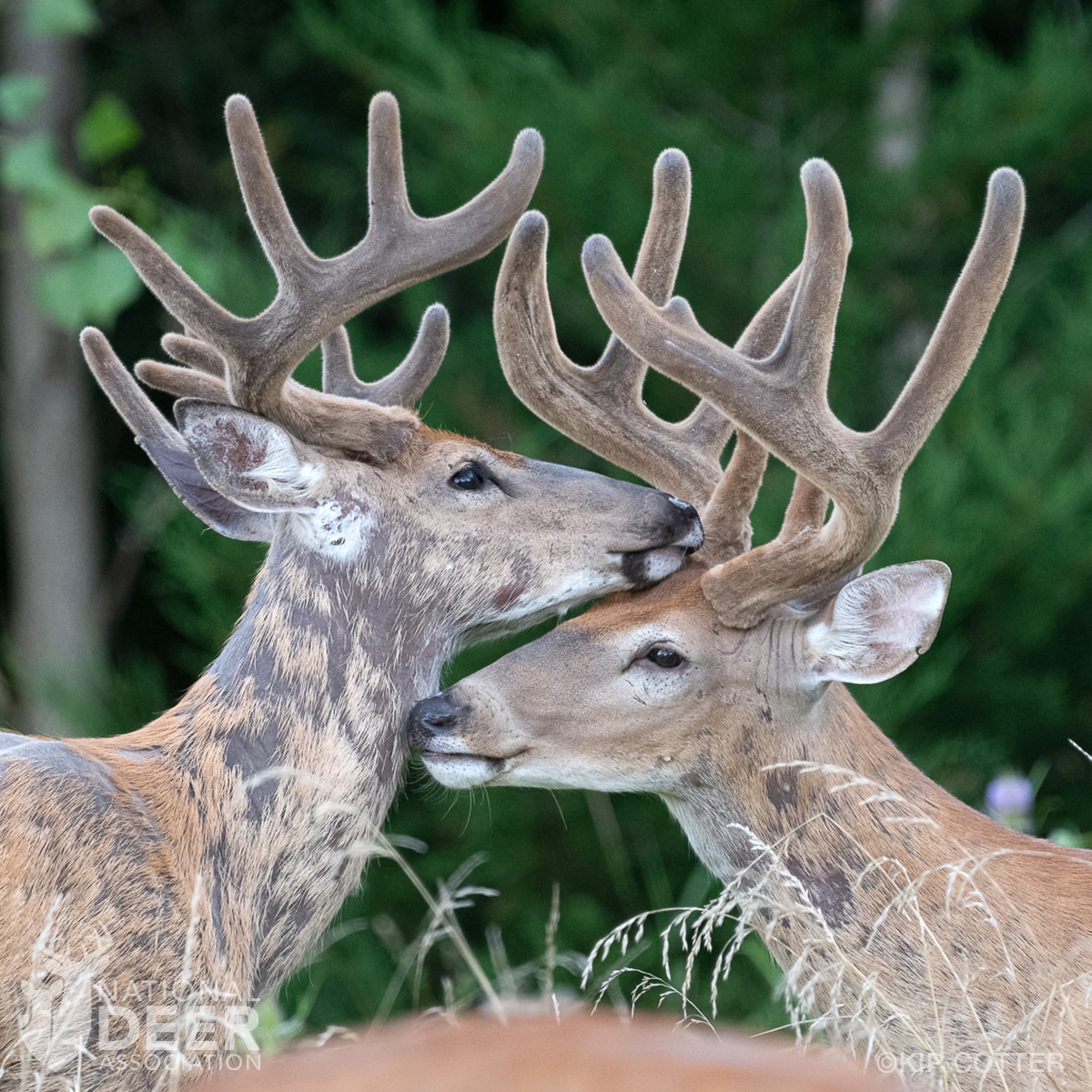 white tailed deer fighting