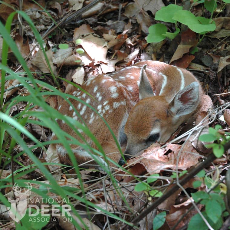 The Science of Fawn Survival: Leave It Where You Found It