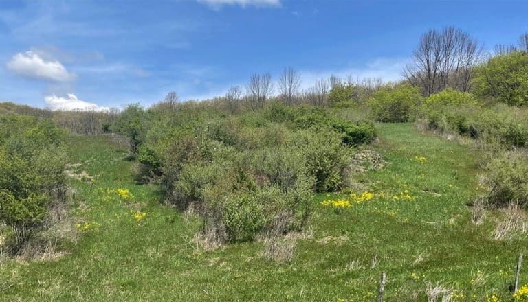 Six Factors in Designing Successful Deer Hunting Plots