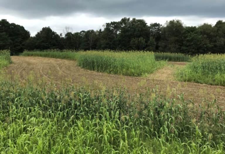 Six Factors in Designing Successful Deer Hunting Plots