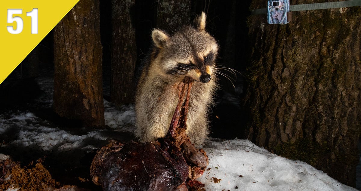 Trail cam photo of a raccoon feeding on a deer gut pile.