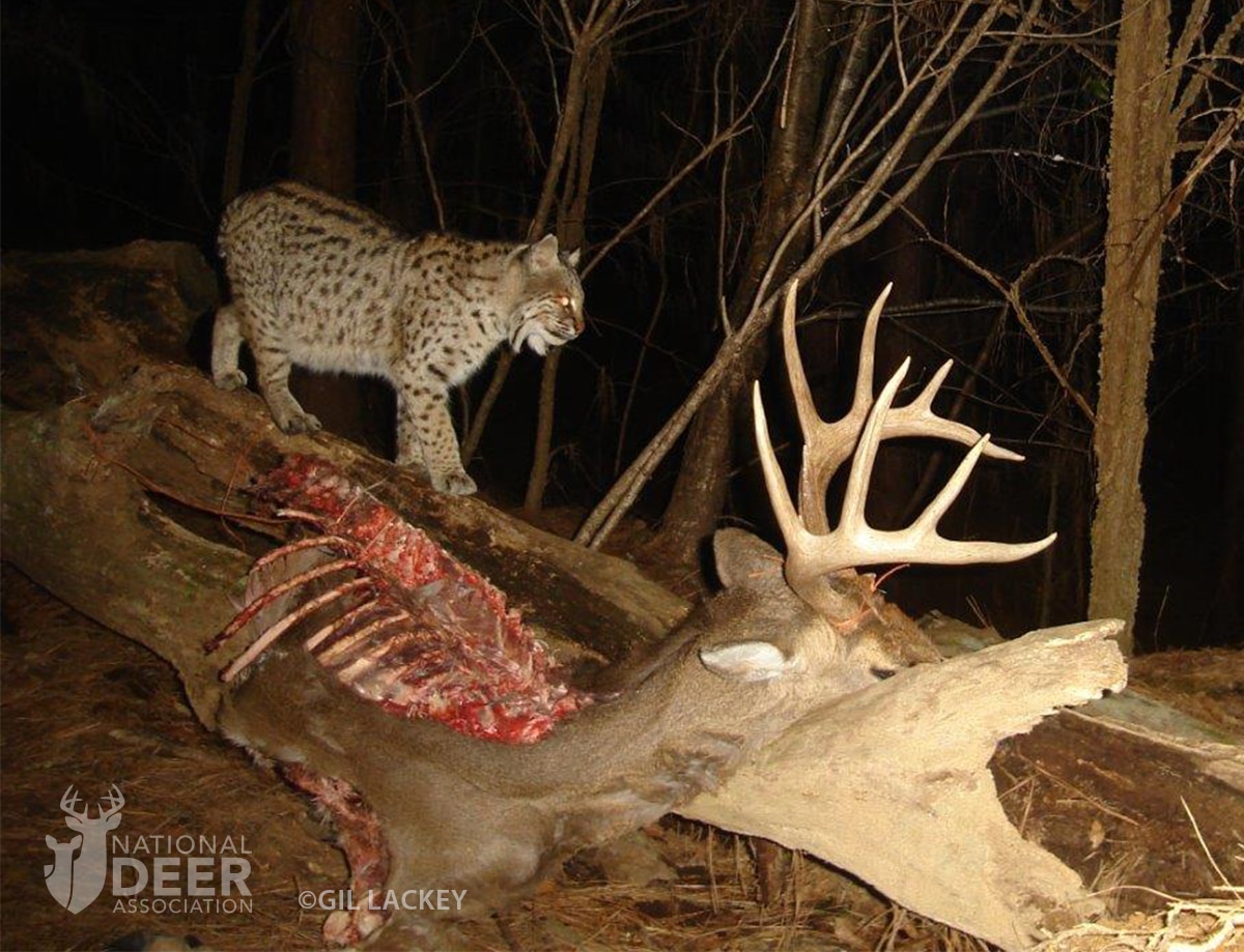 The Guts of Predatory Cats Can Destroy CWD Prions