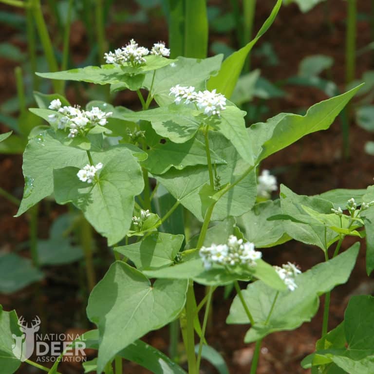 Food Plot Species Profile Buckwheat