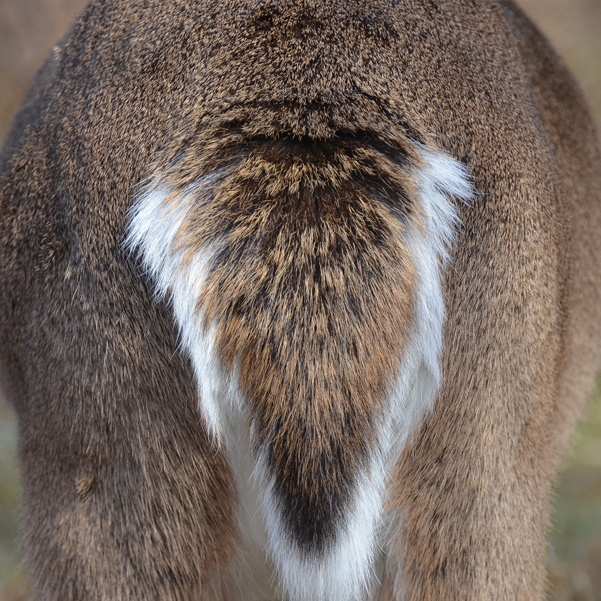 Deer on sale poop images