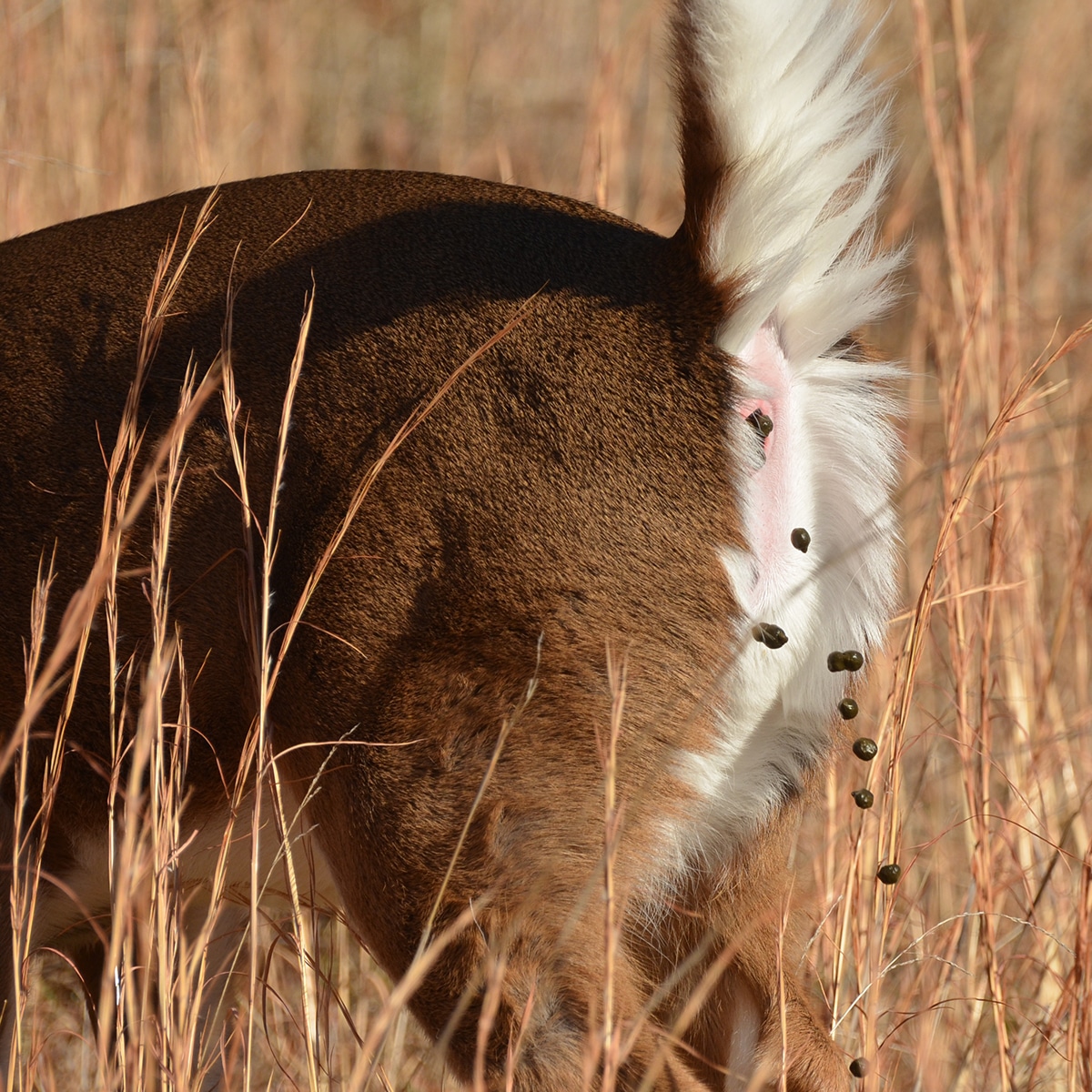 Deer poop 2024 and dogs