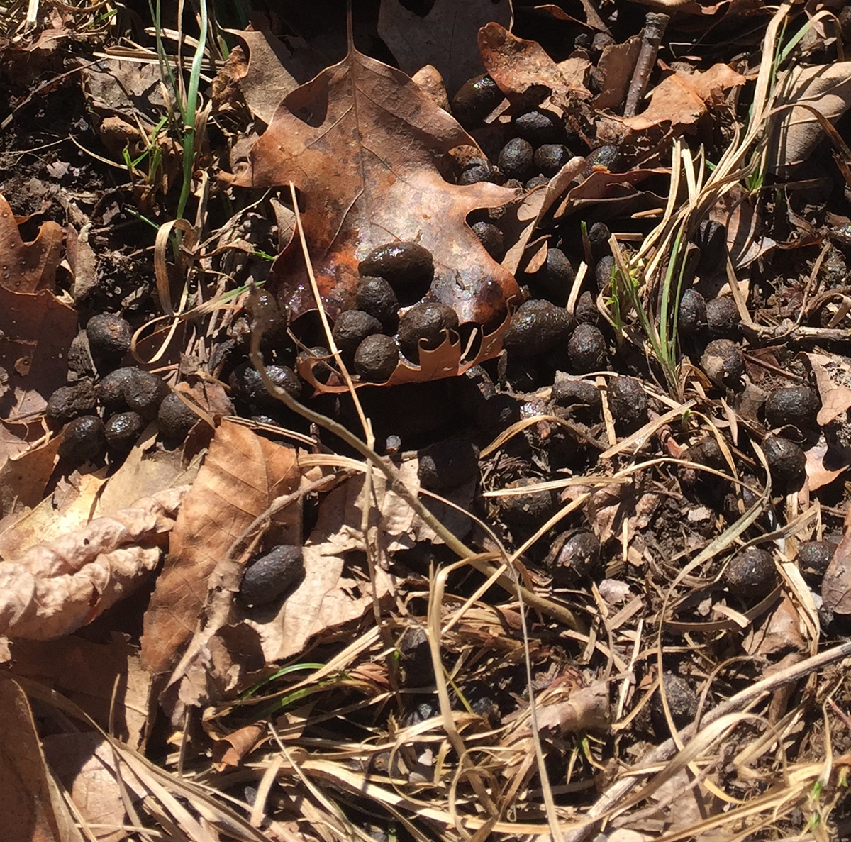 Whitetail Deer Droppings