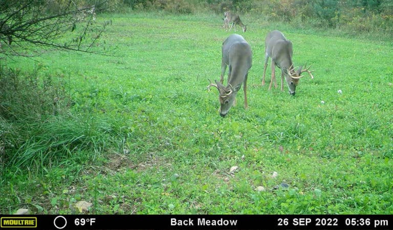 5 Reasons Deer Are Not Touching Your Food Plots