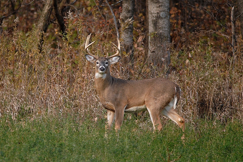 Iowa DNR Portal Website - / View Package