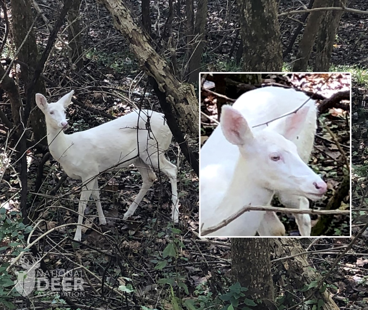 albino deer