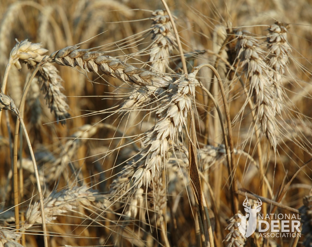 Do Deer Eat Barley? Discover the Surprising Answer