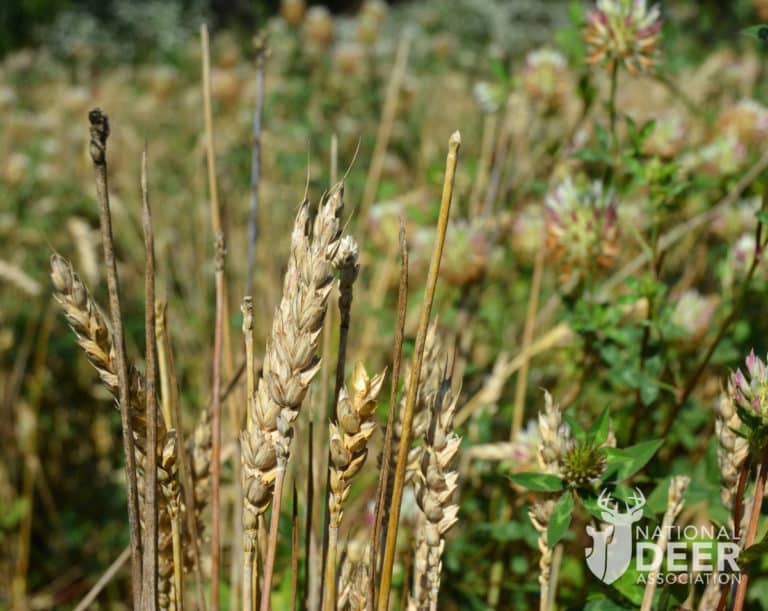 Deer Prefer to Eat Awnless Wheat in Food Plots