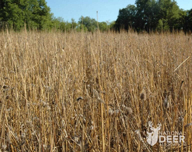 Deer Prefer to Eat Awnless Wheat in Food Plots