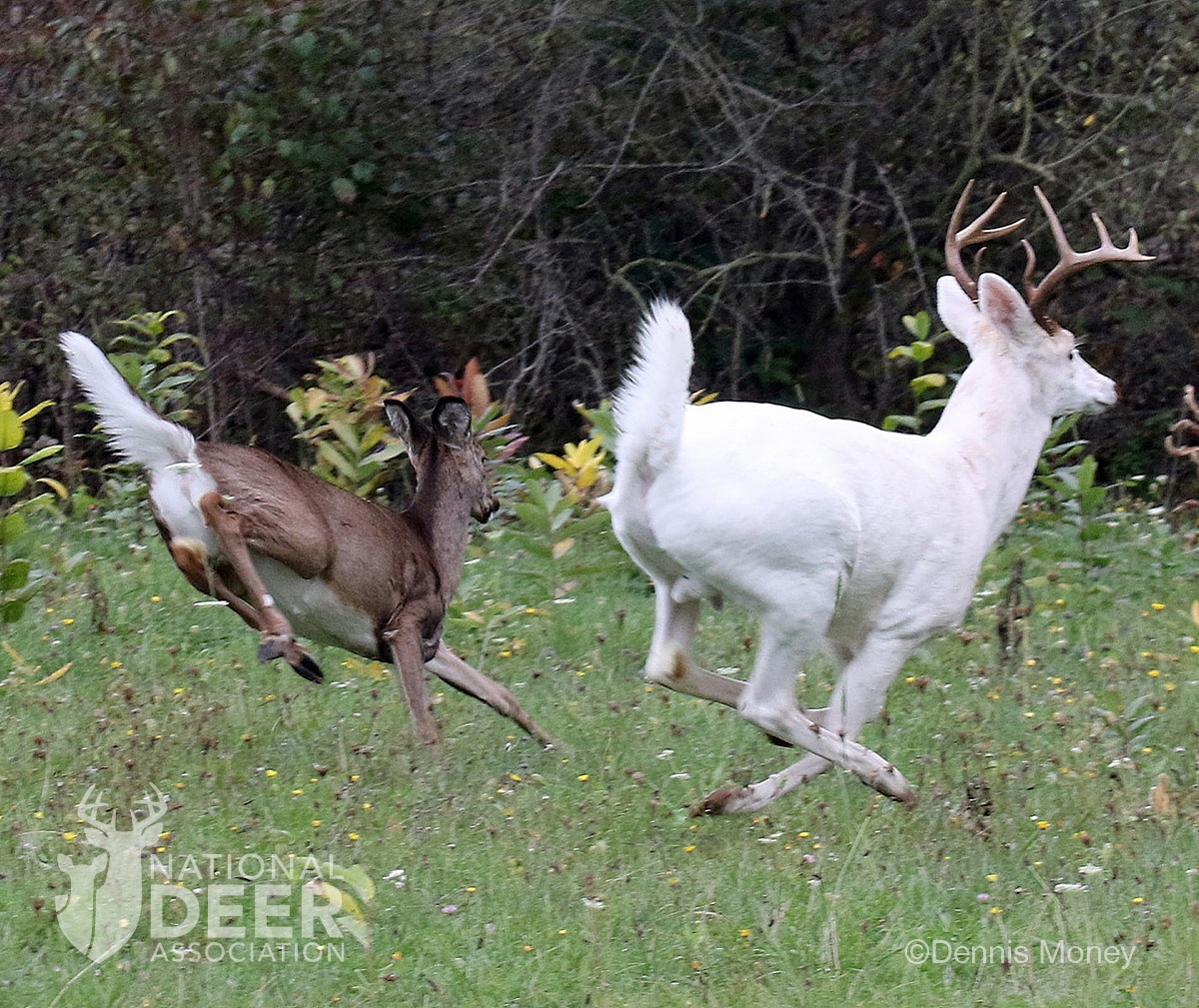 Half Albino Half Melanistic Animals