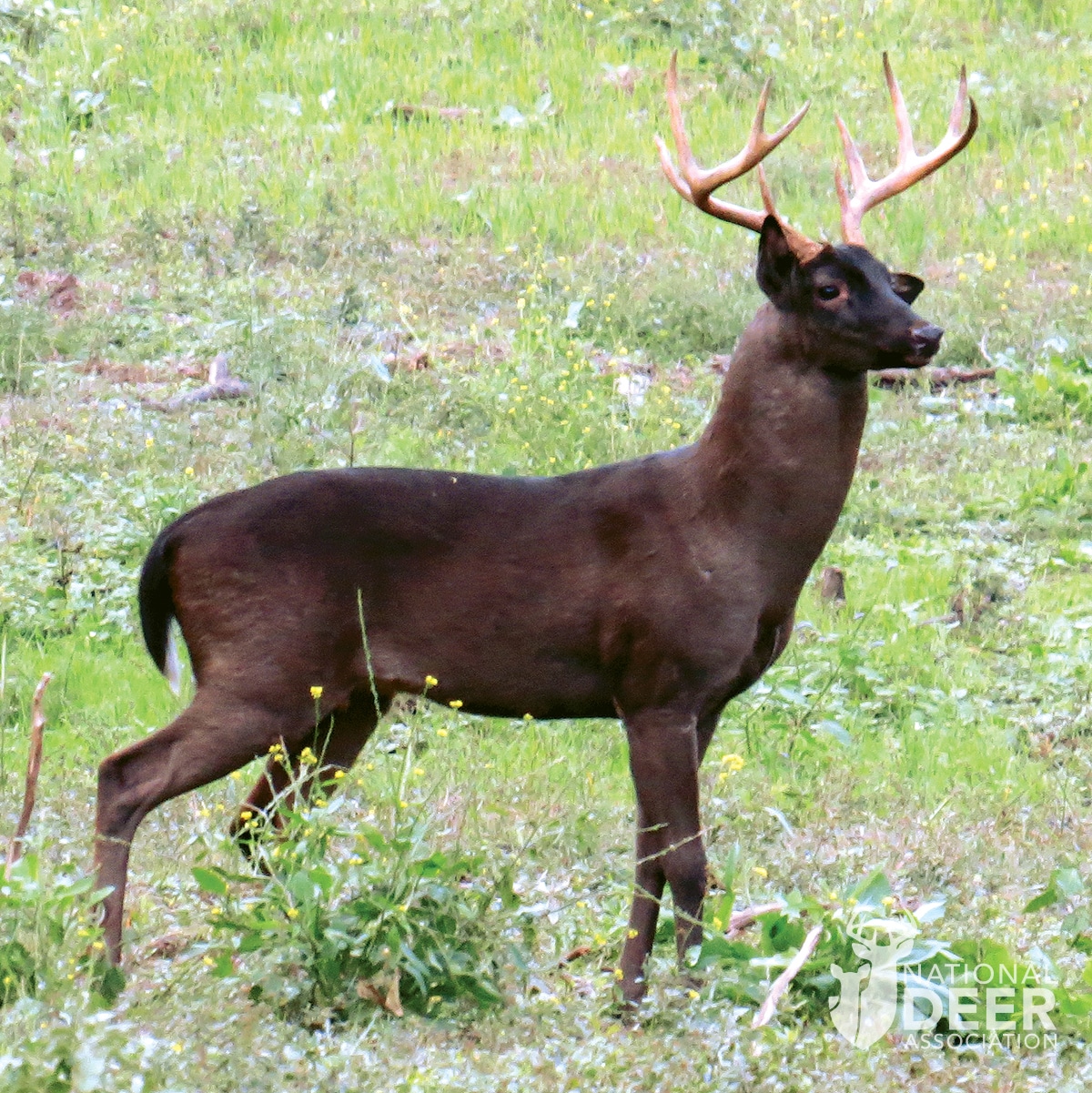 melanistic deer