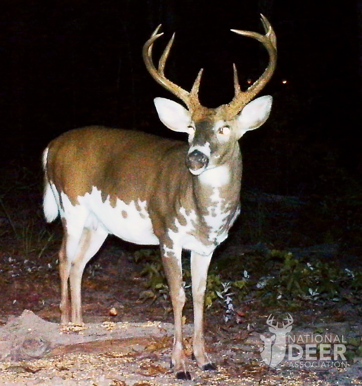 piebald deer