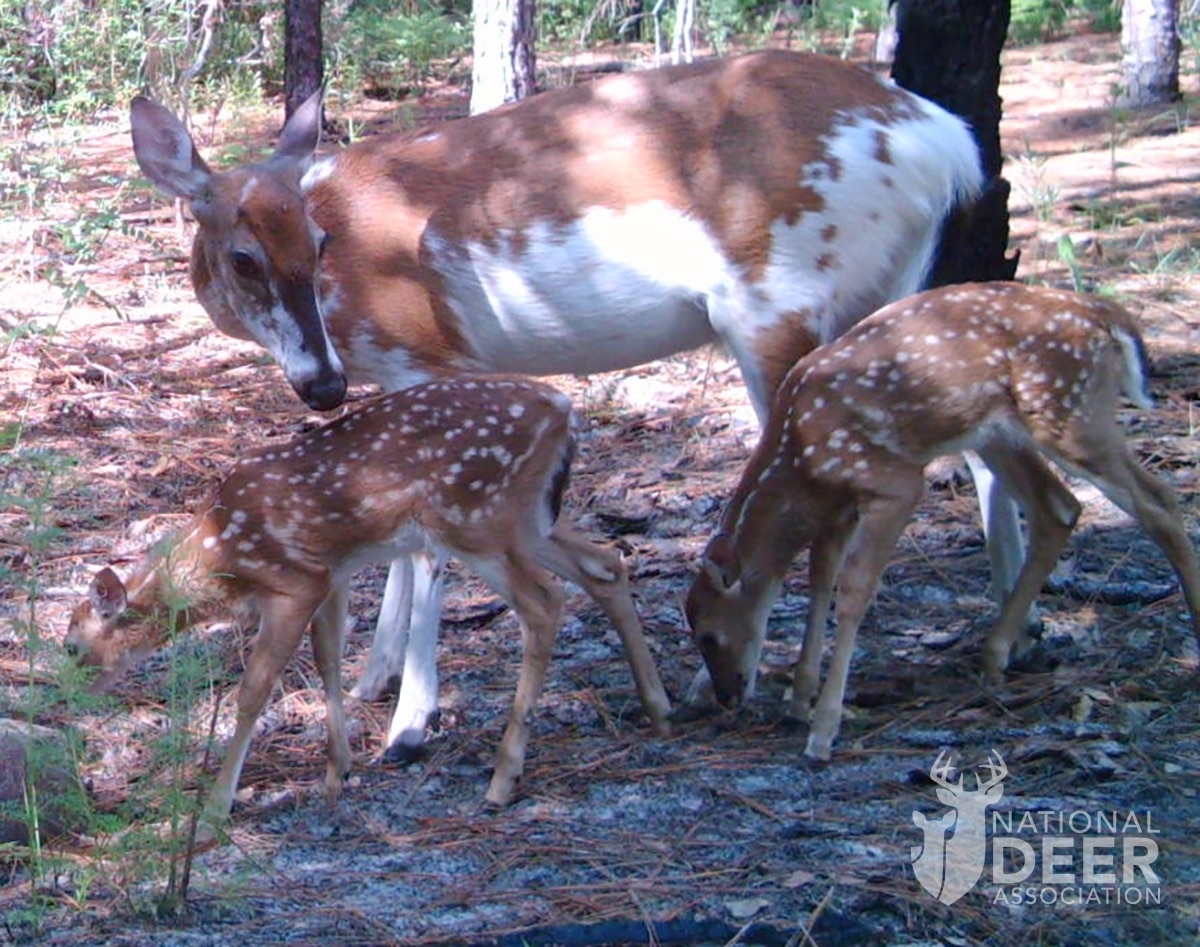 piebald deer