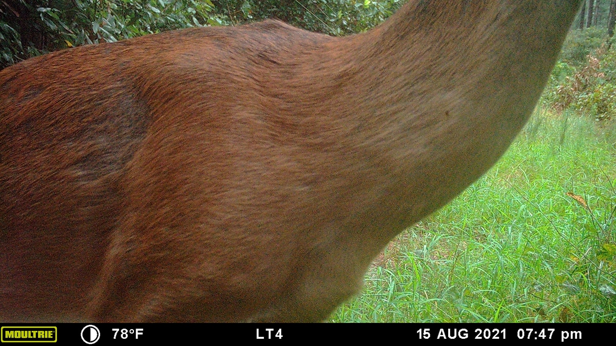 red coat deer The Many Coat Colors of White-tailed Deer: Albino, Piebald, Melanistic and More