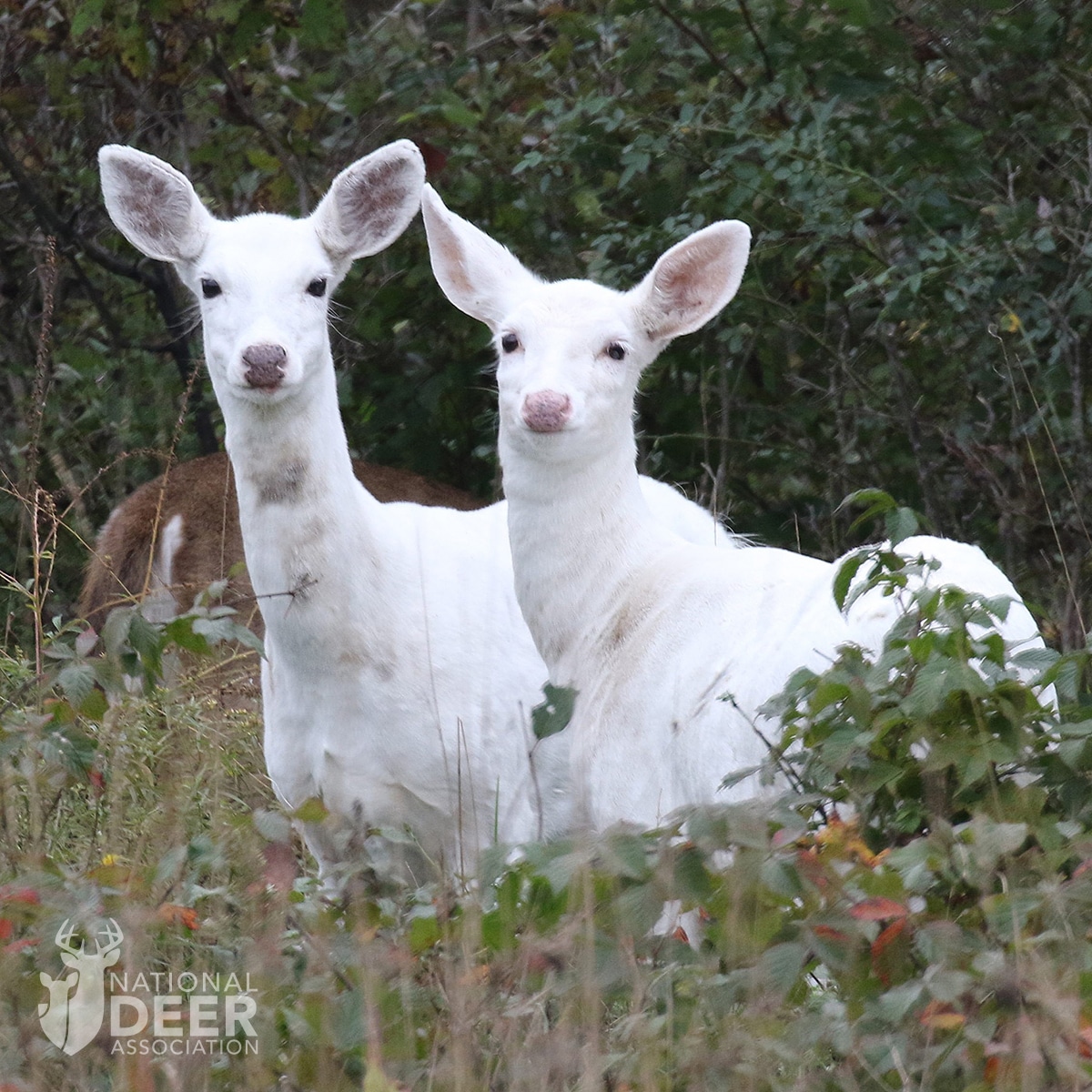 white deer