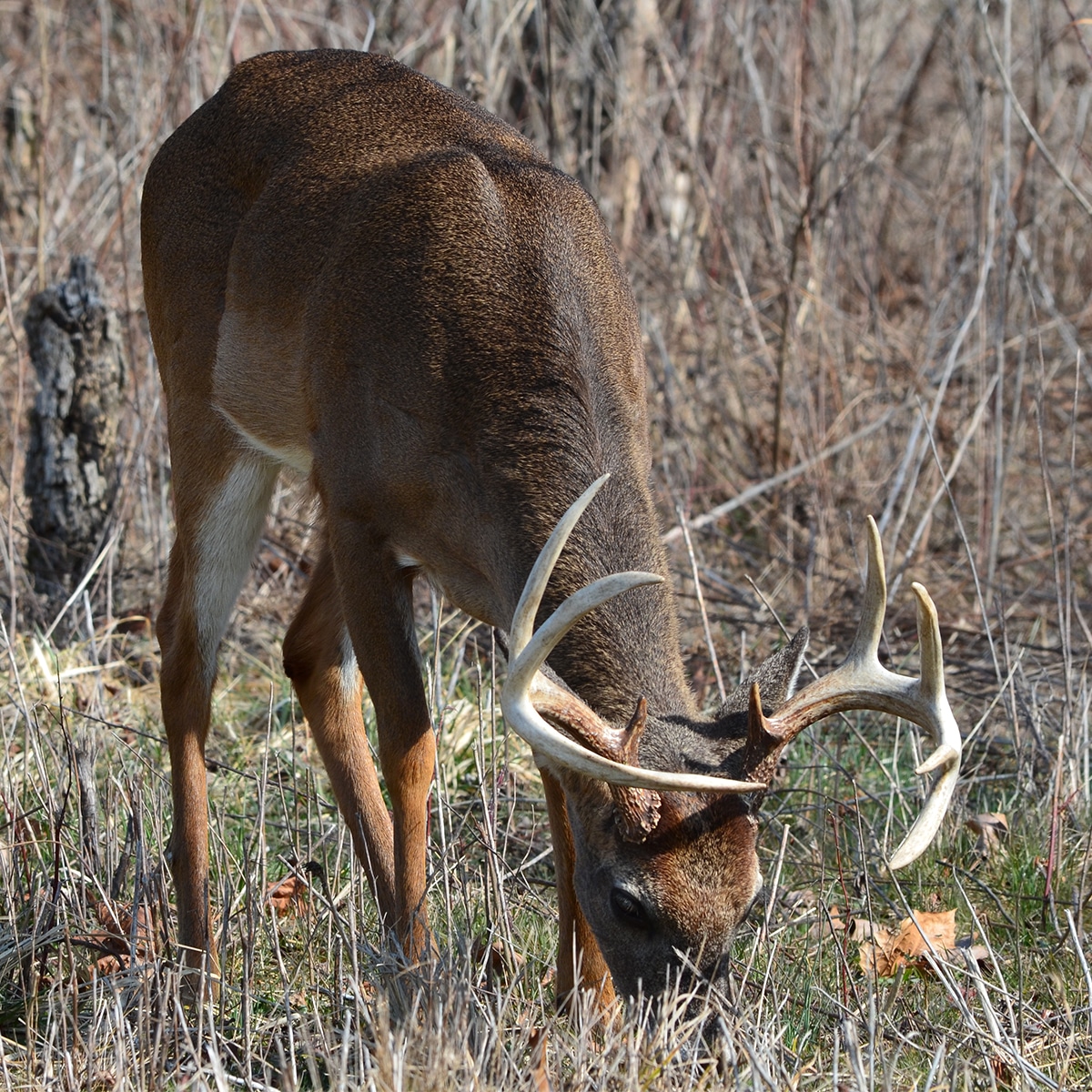 Feeding deer clearance